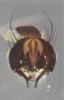 Fannia atripes